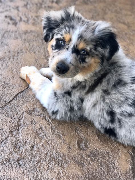 blonde australian shepherd puppies